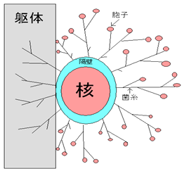 カビ殺菌メカニズム